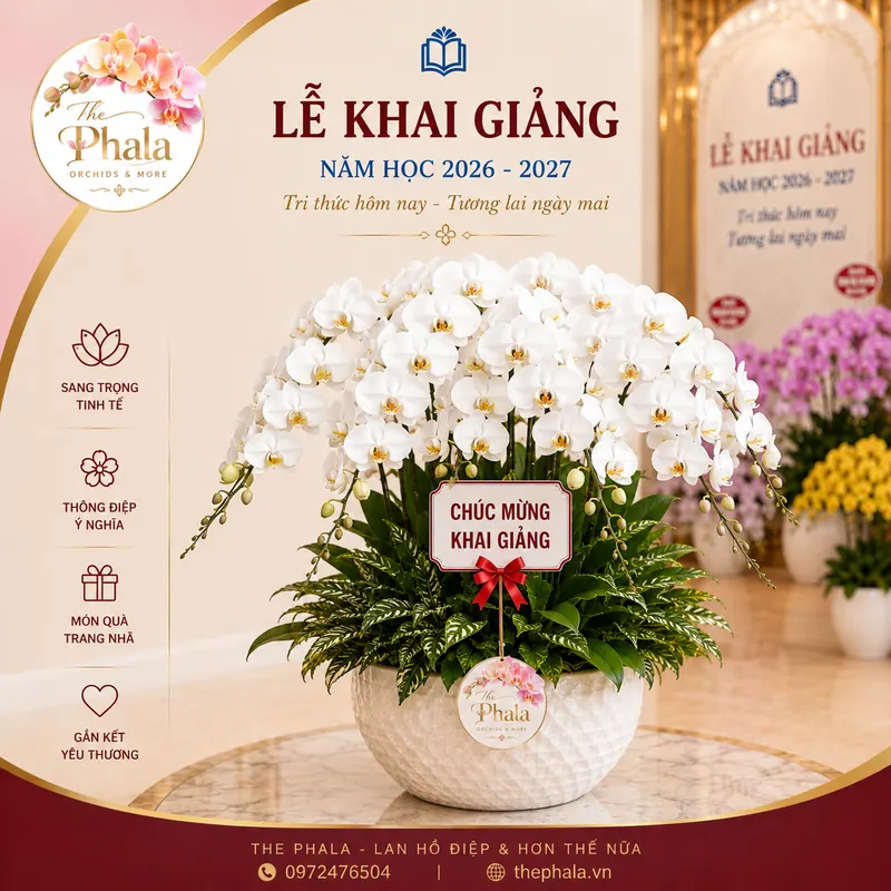 Chậu lan hồ điệp trắng 20 cành cắm xòe tròn trong chậu sứ trắng họa tiết vảy cá trang trí sự kiện và khai giảng từ The Phala