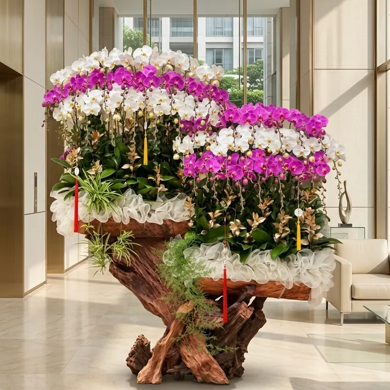 Chậu lan hồ điệp đa sắc 60 cành dáng lũa nghệ thuật độc đáo tại The Phala